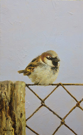 This beautiful painting by Neil Cox, original oil on panel painting is exhibited at Norton Way Gallery. This is an original painting of a house sparrow sitting on a fence.