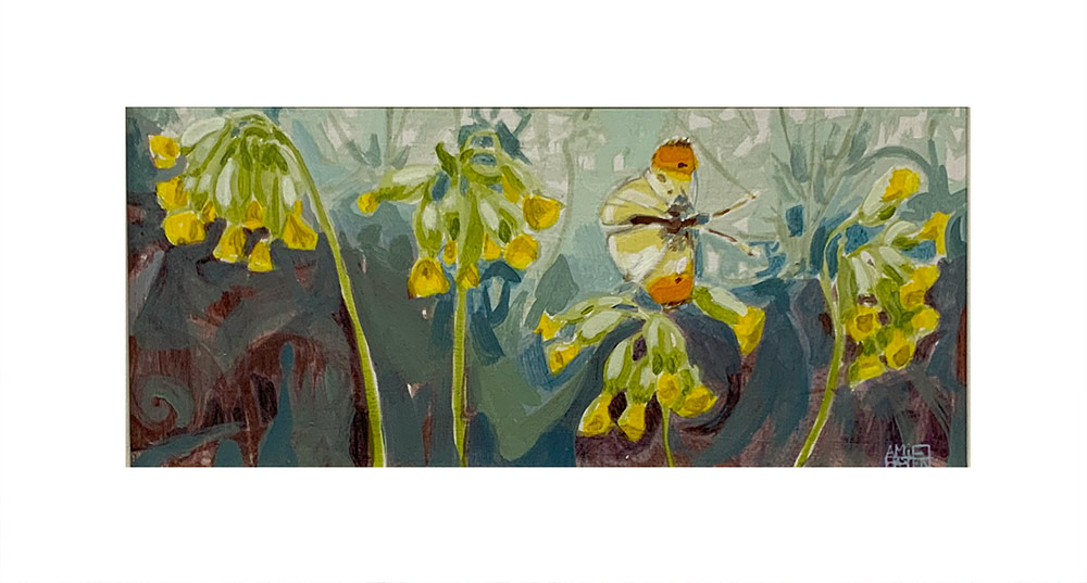 Orange-tip and Cowslips by Amie Haslen. Amie Haslen has painted Orange-tip and Cowslips in acrylic. The painting depicts an orange-tip butterfly amongst yellow cowslips. It is exhibited at Norton Way Gallery Hertfordshire.
