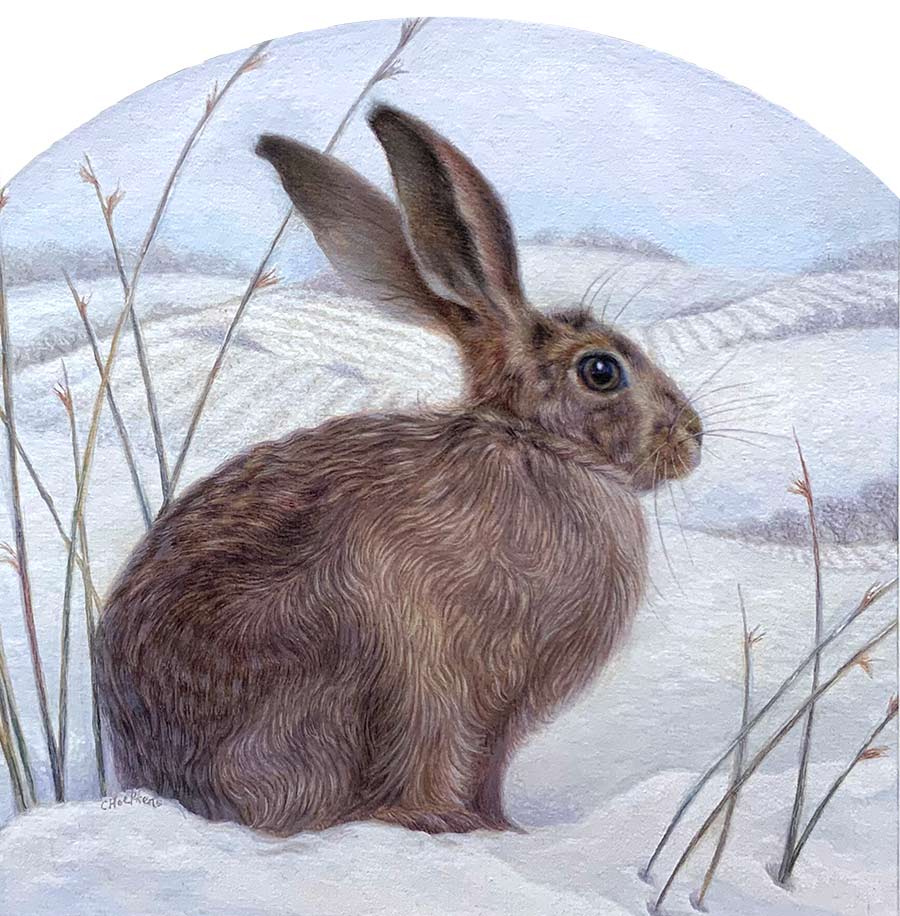 Collette Hoefkens at Norton Way Gallery Hertfordshire. Stillness by Collette Hoefkens, this painting is an original watercolour depicted a hare in snow.