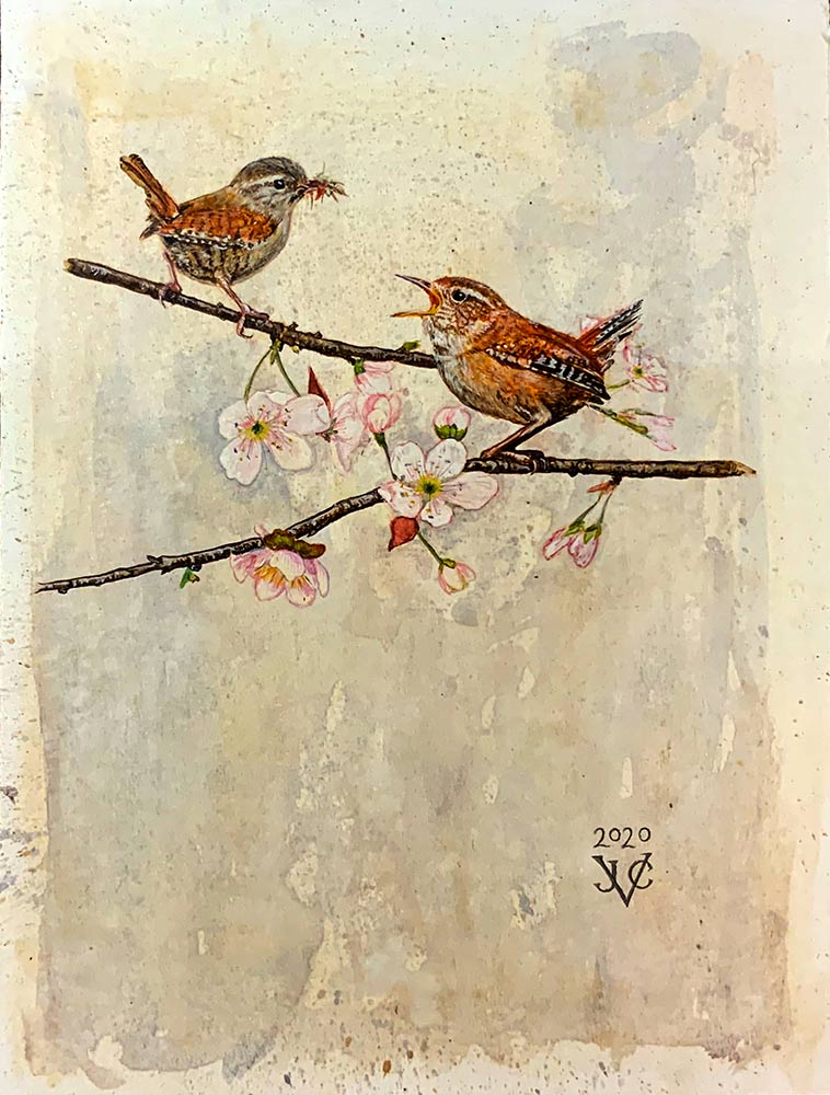 Two in the Apple Tree by Juliet Venter. An Egg Tempera painting of two wrens in blossom by Juliet Venter. Exhibited at norton Way Gallery Hertfordshire