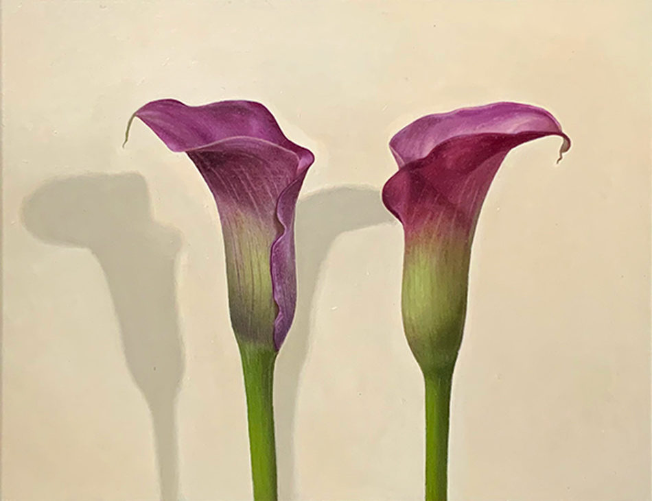 Sian Hopkinson at Norton Way Gallery. Sian Hopkinson created this beautiful origianl artwork in oils. It depicts two pink Arum Lilies. It is exhibited at Norton Way Gallery Hertfordshire.
