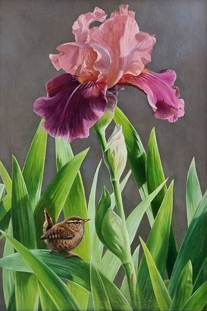 Andrew Tewson Art at Norton Way Gallery. This beautiful oil painting is an original artwork by artist Andrew Tewson. It depicts a tiny Wren beneath a blooming Iris.