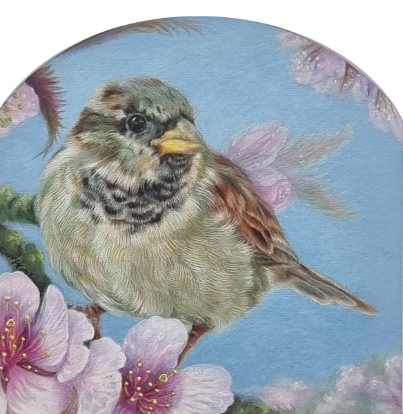 Collette Hoefkens at Norton Way Gallery, Hertfordshire. This original artwork by British artist, Collette Hoefkens, is an original artist's drawing. It depicts a House Sparrow sitting in pink blossom.