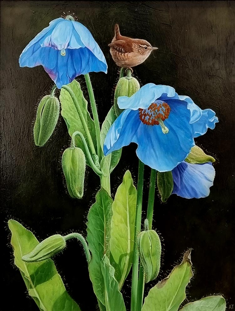 Andrew Tewson Art at Norton Way Gallery. This beautiful oil painting is an original artwork by artist Andrew Tewson. It depicts a tiny wren on a blue poppy.