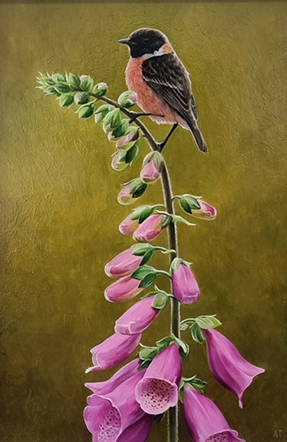 Andrew Tewson Art at Norton Way Gallery. This beautiful oil painting is an original artwork by artist Andrew Tewson. It depicts a small Stonechat bird on a pink Foxglove.