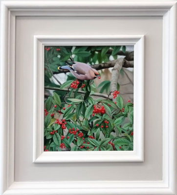 Andrew Tewson Art at Norton Way Gallery. This beautiful oil painting is an original artwork by artist Andrew Tewson. It depicts a Waxwing bird eating redberries from a Cotoneaster bush.