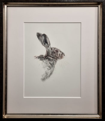 Collette Hoefkens at Norton Way Gallery, Hertfordshire. This original artwork by British artist, Collette Hoefkens, is an original artist's drawing. It depicts a head and sholders study of a Brown Hare.