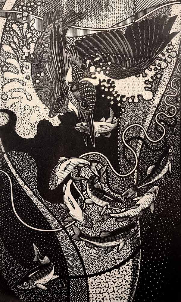 Colin See-Paynton, at Norton Way Gallery, Hertfordshire. This original artwork by British artist, Colin See-Paynton is an original artist's woodengraving. It depicts a detailed black and white study of a kingfirsher bird, diving into water and catching a fish.