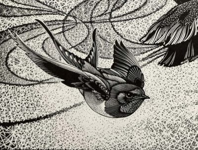 Colin See-Paynton, at Norton Way Gallery, Hertfordshire. This original artwork by British artist, Colin See-Paynton is an original artist's woodengraving. It depicts a detailed black and white study of a swallow swooping.