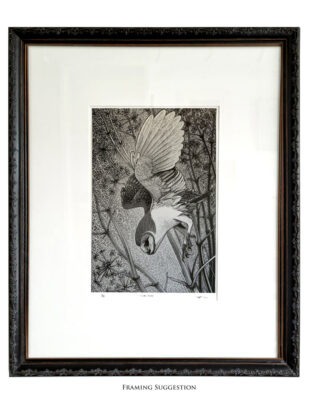 Colin See-Paynton, at Norton Way Gallery, Hertfordshire. This original artwork by British artist, Colin See-Paynton is an original artist's woodengraving. It depicts a detailed black and white study of a Barn Owl swooping down.