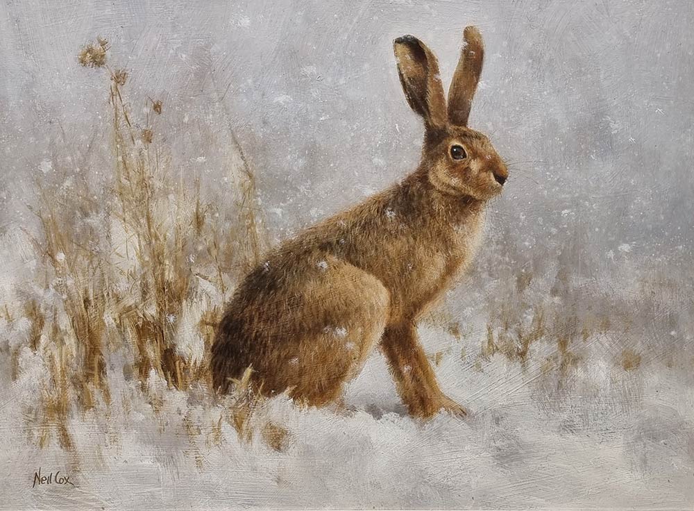 Neil Cox at Norton Way Gallery, Hertfordshire. This original artwork by British artist, Neil Cox is painted in oils. It depicts a Brown hare amongst the snow.