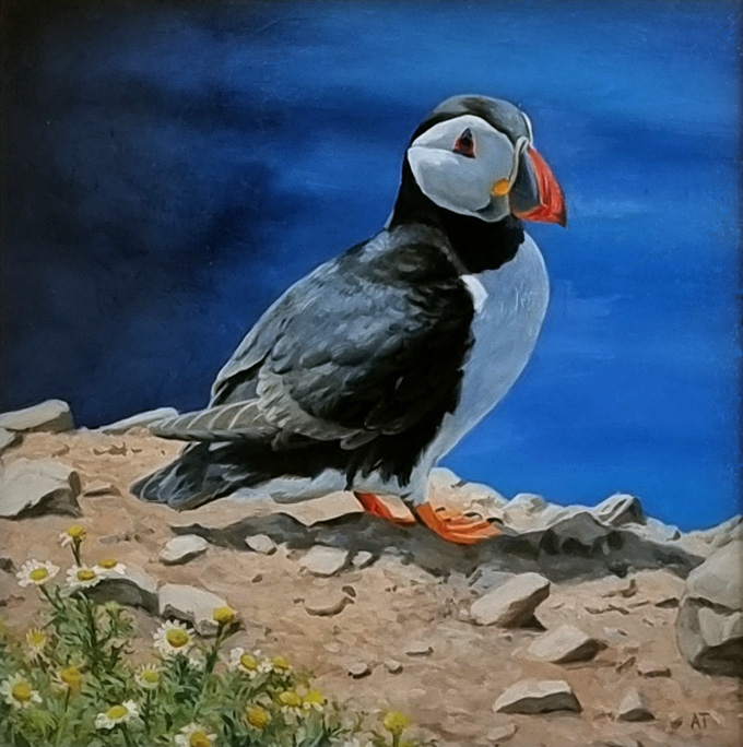 Andrew Tewson at Norton Way Gallery, Hertfordshire. This original artwork by British artist, Andrew Tewson is painted in oils. It depicts a Puffin in summer plumage. This original painting is framed in a hand painted, off white frame.