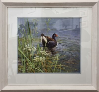 Neil Cox at Norton Way Gallery, Hertfordshire. This original artwork by British artist, Neil Cox is painted in watercolour. It depicts an adult Moorhen. This original painting is framed in a hand painted, off white, wooden frame.