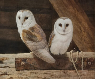 Neil Cox at Norton Way Gallery, Hertfordshire. This original artwork by British artist, Neil Cox is painted in oils. It depicts two young Barn Owls perched on a beam, in a barn. This original painting is framed in a hand painted, off white, wooden frame.