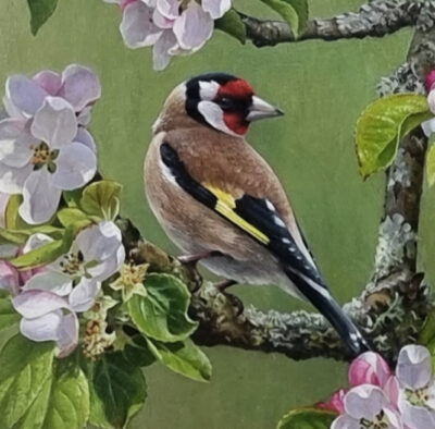 Andrew Tewson at Norton Way Gallery, Hertfordshire. This original artwork by British artist, Andrew Tewson is painted in oils. It depicts a tiny Goldfinch, nestled among Apple Blossom. This original painting is framed in a hand painted, off white frame.