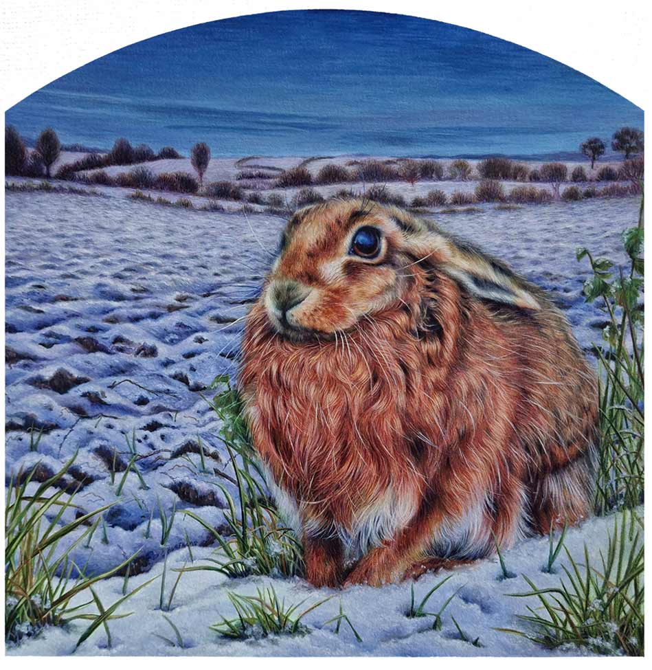 Collette Hoefkens at Norton Way Gallery, Hertfordshire. This original artwork by British artist, Collette Hoefkens, is an original artist's watercolour painting. It depicts a winter's brown Hare, sitting in a wintry landscape with snow.
