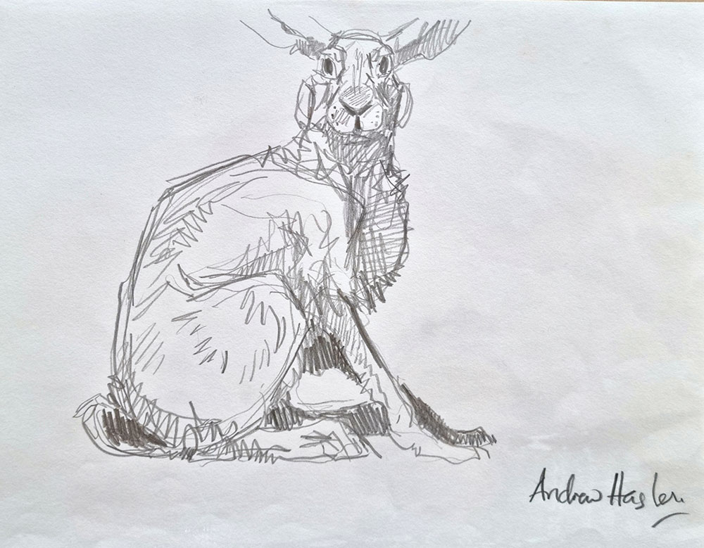 Andrew Haslen at Norton Way Gallery, Hertfordshire. This original artwork by British artist, Andrew Haslen is drawn in graphite pencil. It depicts an alert hare, sitting erect.
