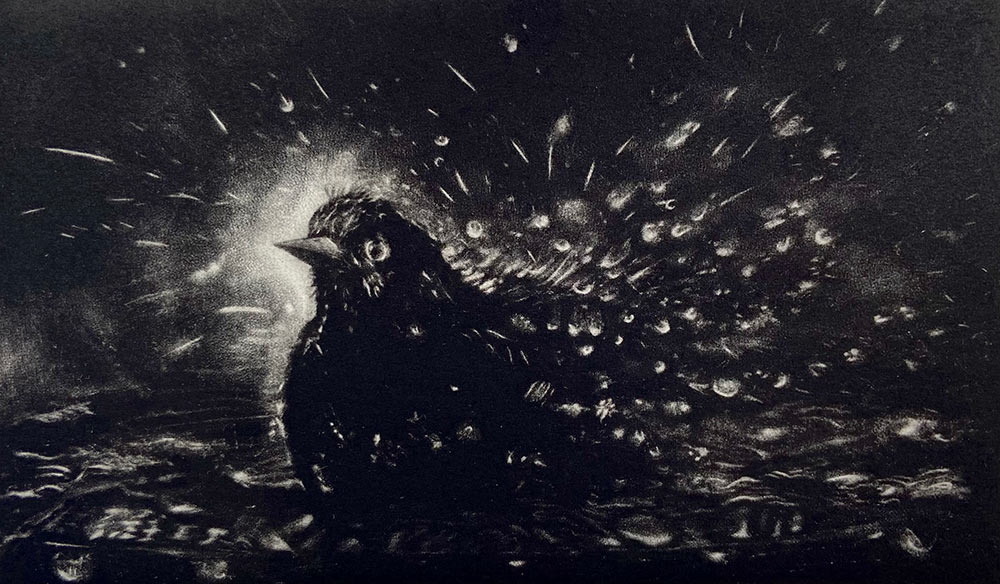 Susan Davies: Susan Davies mezzotints and atmospheric and dark. Susan's Mezzotints are black and white. This original print depicts a Blackbird splashing in a puddle.