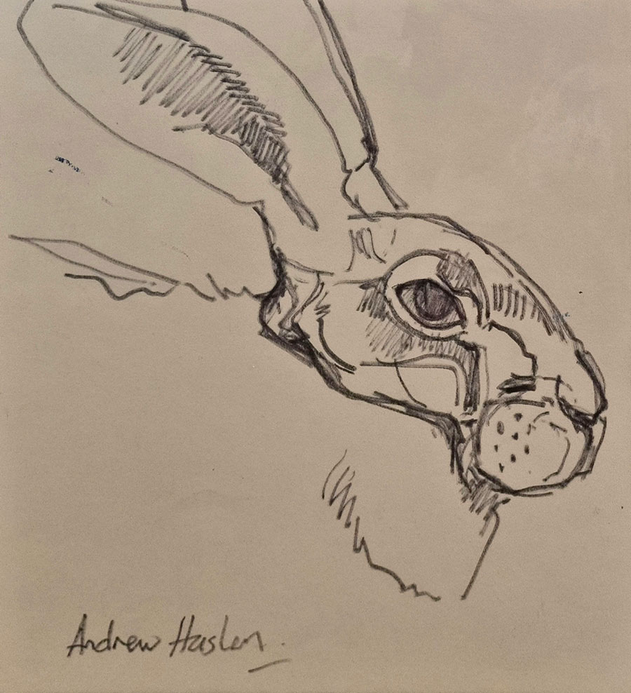 Andrew Haslen at Norton Way Gallery, Hertfordshire. This original artwork by British artist, Andrew Haslen is drawn in felt-pen. It depicts a resting hare portrait.