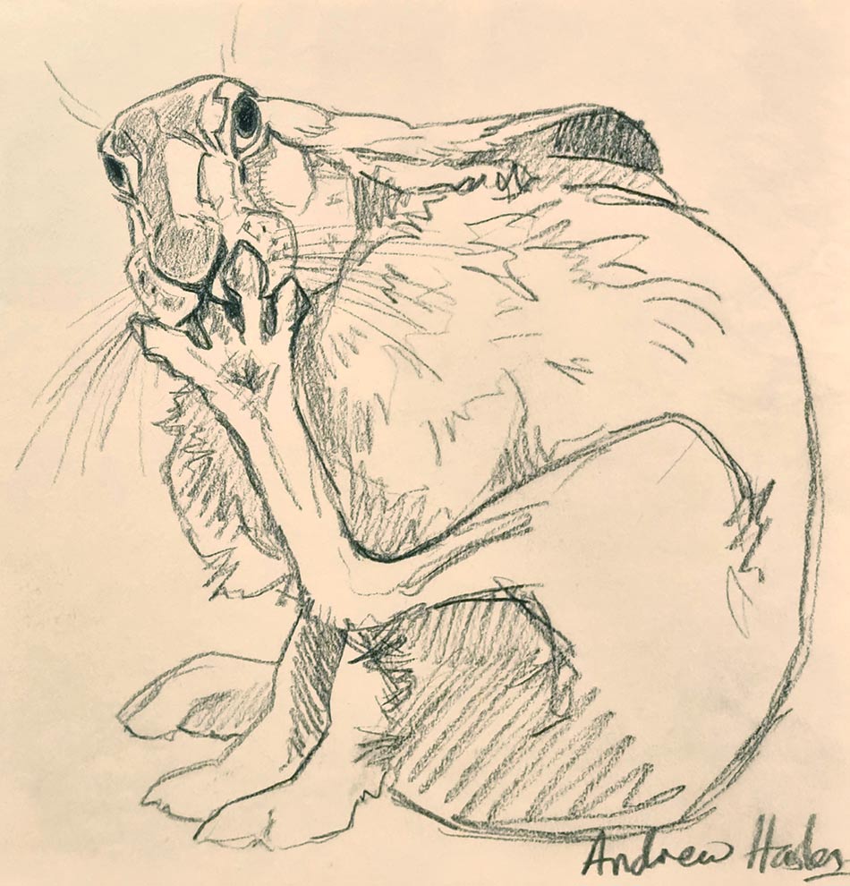 Andrew Haslen at Norton Way Gallery, Hertfordshire. This original artwork by British artist, Andrew Haslen is drawn in graphite pencil. It depicts a hare licking his back left foot. His ears are laid back.