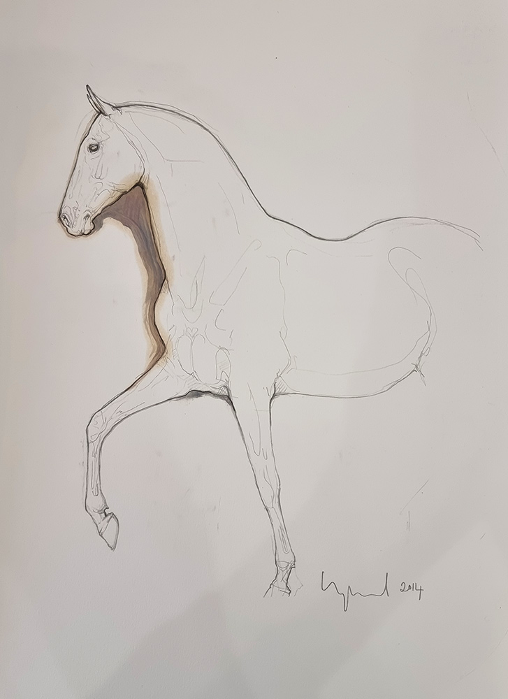 Susan Leyland: Susan Leyland at Norton Way Gallery. This beautiful drawing from Susan Leyland is created in graphite pencil and watercolour. It depicts a beautiful horse striding to the left.