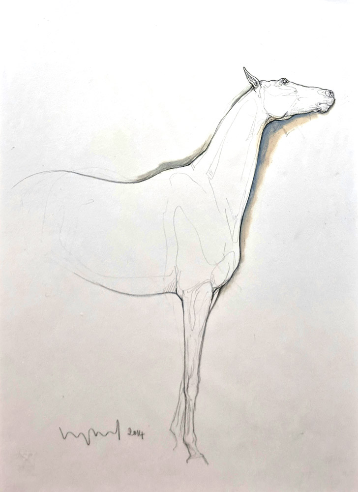 Susan Leyland: Susan Leyland at Norton Way Gallery. This beautiful drawing from Susan Leyland is created in graphite pencil and watercolour. It depicts a beautiful horse at rest facing to the right