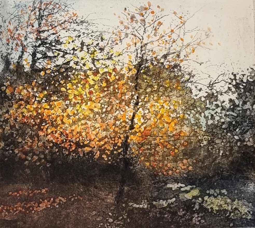 Jo Barry RE: Jo Barry RE etching at Norton Way Gallery. This beautiful etching from Jo Barry RE depicts an autumnal woodland seen.