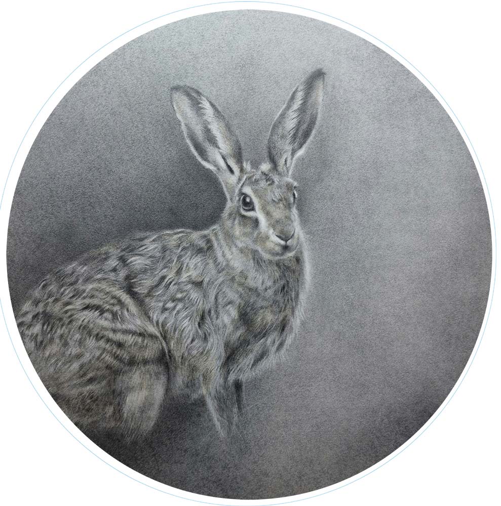 Collette Hoefkens: Collette Hoefkens artist at Norton Way Gallery Hertfordshire. Beautiful proud hare looking towards the viewer. Drawn in graphite pencil and charcoal with a light watercolour wash.