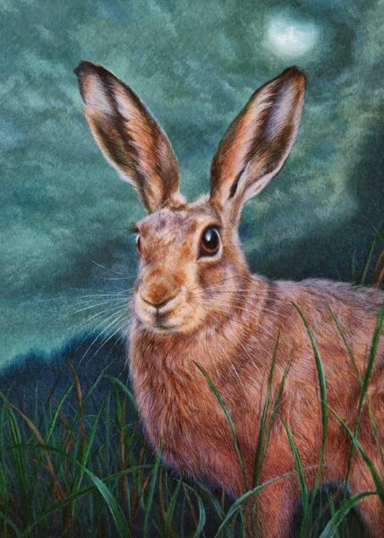 Collette Hoefkens: Collette Hoefkens original art. This beautiful painting from Collette Hoefkens is an original Watercolour painting. It a portrait of a Beautiful Brown Hare at night in moon light.