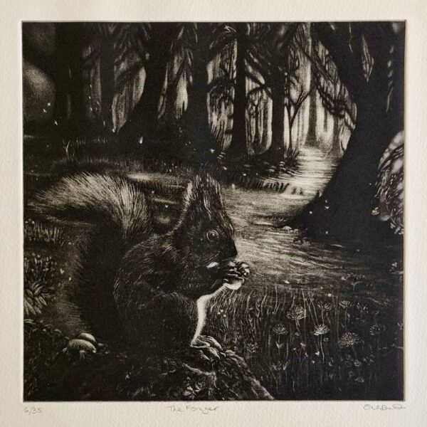 Susan Davies: Susan Davies original art at Norton Way Gallery. This beautiful original Mezzotint aritst's print is an original artwork from Susan Davies. It is created in tones of velvety blank ink and is an original work of art. It depicts a Red Squirrel harvesting nuts on the the woodland floor. There is a beautiful landscape of woodland behind the squirrel.