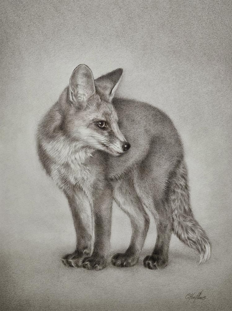 Little Black Socks, Young Fox Study