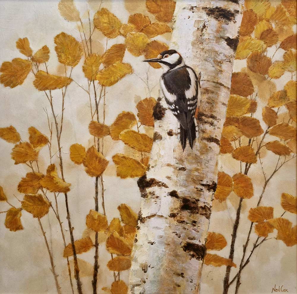 Neil Cox oil painting at Norton Way Gallery Hertfordshire. A Greater Spotted Woodpecker on a Silver birch Branch. An autumnal painting.