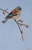 This oil painting by wildlife artist Neil Cox portrays a beautiful Chafffinch, perched on a sprig of winter berries.