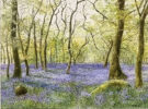 Rosalind Pierson art at Norton Way Gallery Hertfordshire. This beautiful, miniature, painting has been painted in watercolour. It is an original artwork from Rosalind Pierson and depicts a woodland scene of Bluebells and trees.