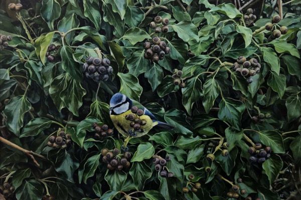 Andrew Tewson at Norton Way Gallery, Hertfordshire. This original artwork by British artist, Andrew Tewson is painted in oils. It depicts a a tiny Blue Tit, nestled among ivy and berries. This original painting is framed in a hand painted, off white frame.