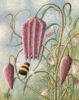 Victoria Webster at Norton Way Gallery, Hertfordshire. This original artwork by British artist, Victoria Webster is painted in oils. It depicts a lovely bumble bee, on its way to collect nectar from a Snake's-head Fritillaria.