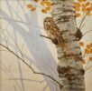Neil Cox oil painting at Norton Way Gallery Hertfordshire. A Tawney Owl on a Silver birch Branch. An autumnal painting.