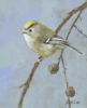 This oil painting by wildlife artist Neil Cox, shows a gold crest perched on a twig.