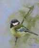 This original oil on panel painting by Neil Cox, is a beautiful example of the wildlife artists work showing a great tit perched on a twig.