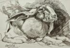 Andrew Haslen original artwork. Andrew Haslen at Norton Way Gallery original art gallery. Beautiful pencil on paper study of an adult hare.