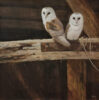 Neil Cox at Norton Way Gallery, Hertfordshire. This original artwork by British artist, Neil Cox is painted in oils. It depicts two young Barn Owls perched on a beam, in a barn. This original painting is framed in a hand painted, off white, wooden frame.