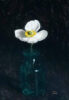 Rosemary Lewis at Norton Way Gallery, Hertfordshire. This original artwork by British artist, Rosemary Lewis is painted in oils. It depicts beautiful, single white anemone flower in a glass jar. This original painting is framed in a hand painted, off white frame.