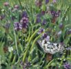 Marbled-White-in-a-Meadow-after-Rain