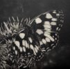 Susan Davies: Susan Davies mezzotints and atmospheric and dark. This original print depicts a Marbled White butterfly.