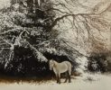 Jo Barry RE at Norton Way Gallery, Hertfordshire. This original artwork by British artist, Jo Barry is an original etching. It depicts a snowy woodland landscape with a New Forest Pony.