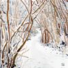 Amie Haslen; this beautiful original artwork from Amie Haslen is painted in watercolour. It depicts a winding snowy pathway through tree. It is exhibited at Norton Way Gallery.