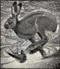 Colin See-Paynton, at Norton Way Gallery, Hertfordshire. This original artwork by British artist, Colin See-Paynton is an original artist's woodengraving. It depicts a detailed black and white study of a hare and Swallow, in motion.