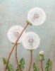 Victoria Webster Art at Norton Way Gallery. This beautiful acrylic painting is an original artwork by artist Victoria Webster. It depicts three fully seeded Dandelion heads.
