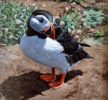 Andrew Tewson Art at Norton Way Gallery. This beautiful oil painting is an original artwork by artist Andrew Tewson. It depicts an Atlantic Puffin.