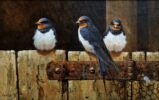 Neil Cox at Norton Way Gallery, Hertfordshire. This original artwork by British artist, Neil Cox is painted in oils. It depicts three Swallows perched on a barn door. This original painting is framed in a hand painted, off white and light wooden frame.